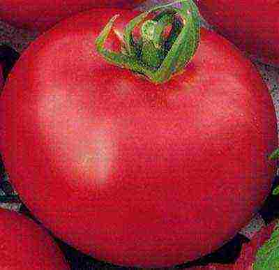 the best varieties of greenhouse tomatoes