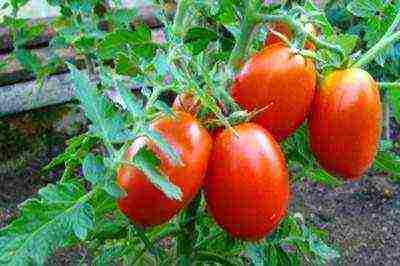 ang pinakamahusay na mga pagkakaiba-iba ng mga greenhouse na kamatis