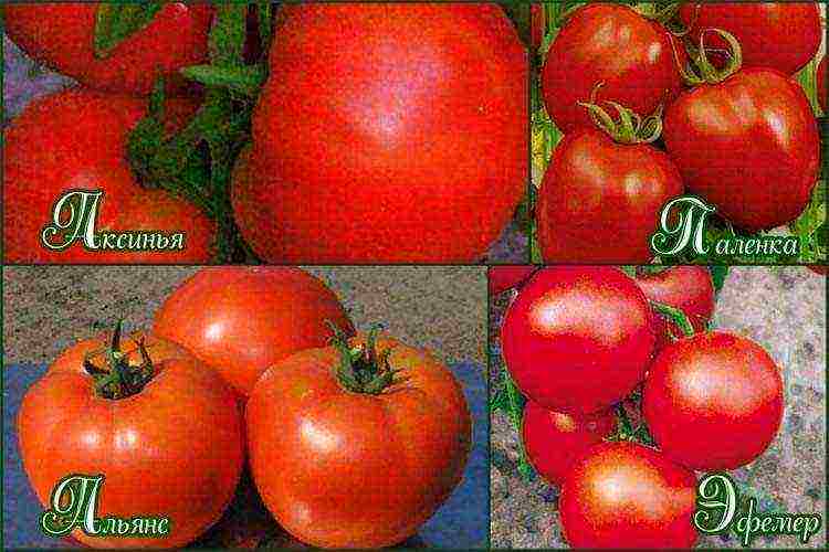 the best varieties of greenhouse tomatoes