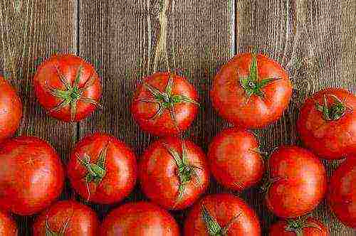 the best varieties of greenhouse tomatoes