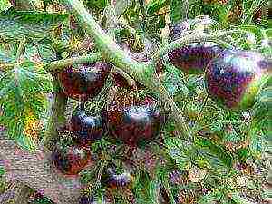 the best varieties of black tomatoes