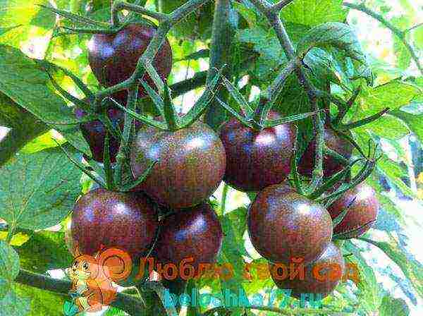 the best varieties of black tomatoes