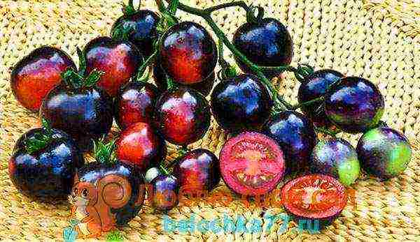 the best varieties of black tomatoes