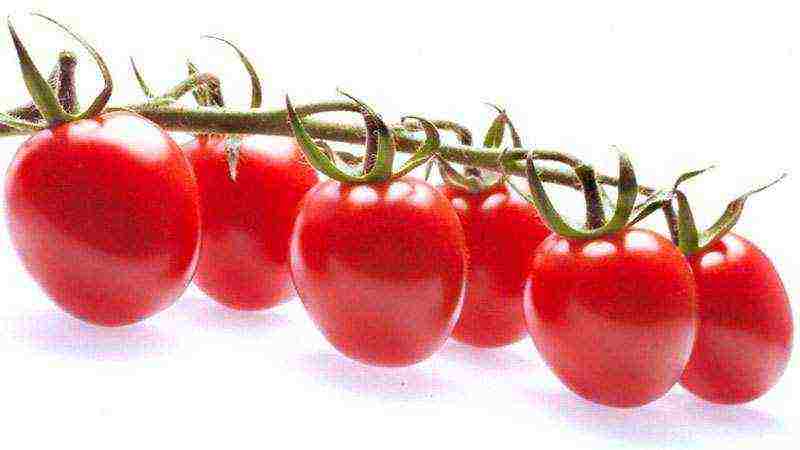 the best varieties of tomatoes for