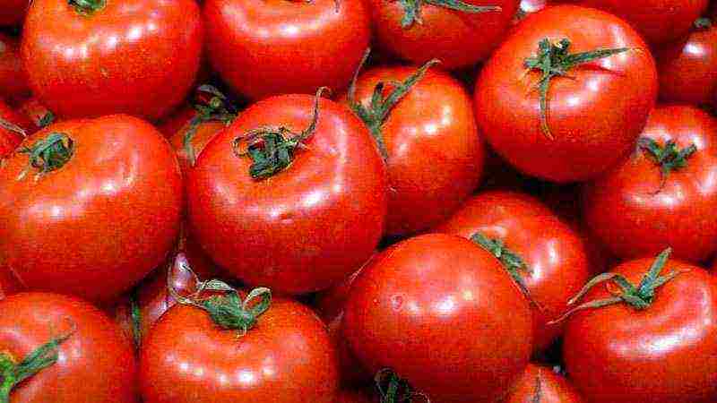 the best varieties of tomatoes for