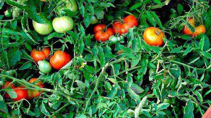 the best varieties of tomatoes for