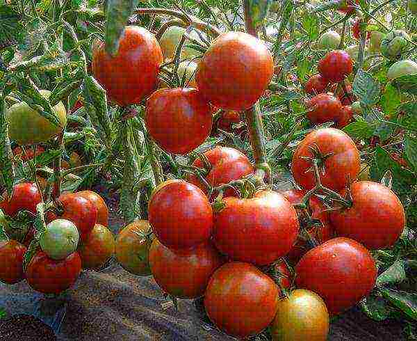 the best varieties of cocktail tomatoes