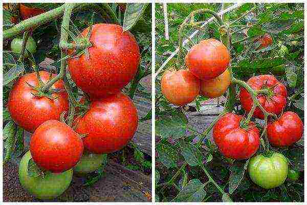 the best varieties of cocktail tomatoes