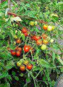 the best varieties of sedek tomatoes