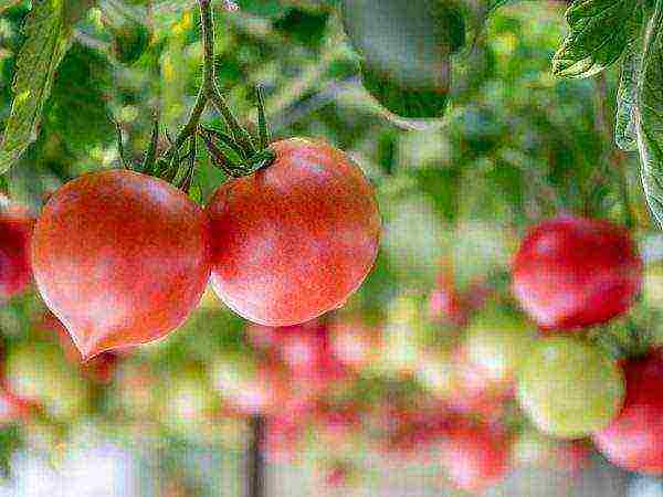 the best varieties of sedek tomatoes