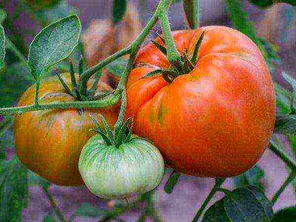 the best varieties of sedek tomatoes