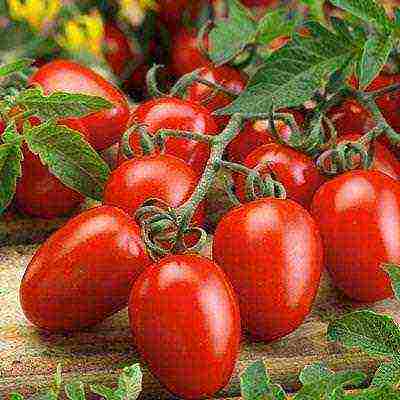 the best varieties of tomato seeds