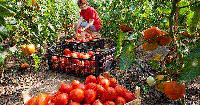 the best varieties of tomato seeds