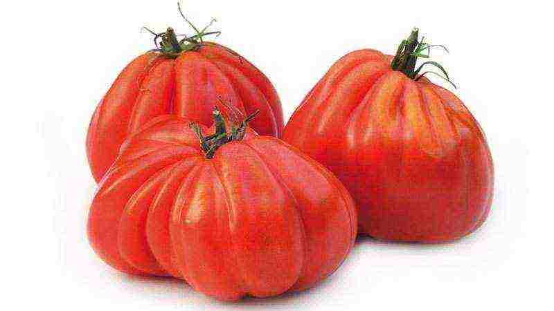 the best varieties of tomatoes are fruitful