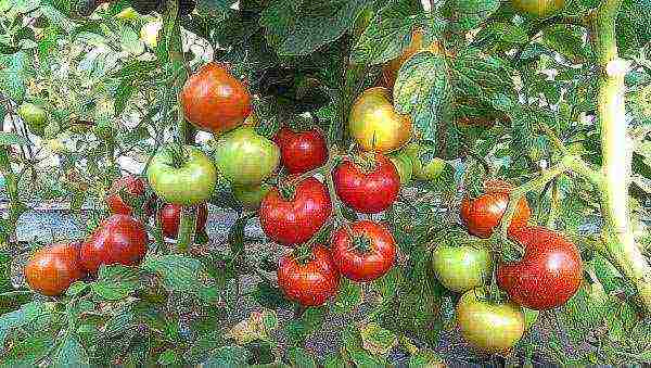 the best varieties of tomatoes are fruitful