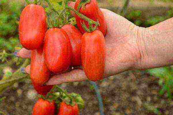 the best varieties of tomatoes are fruitful