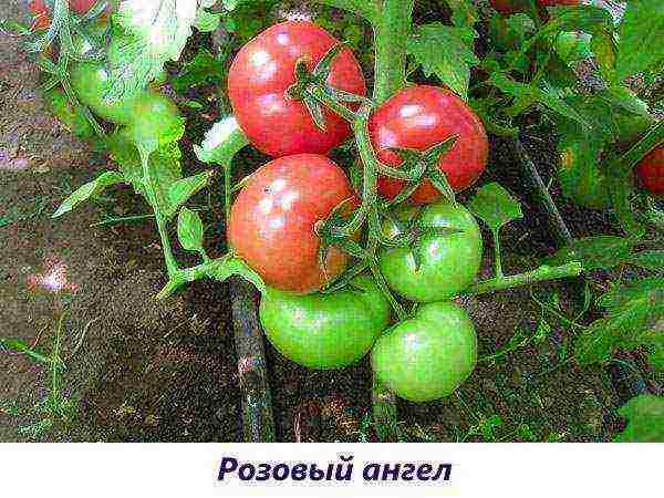 the best varieties of tomatoes are fruitful