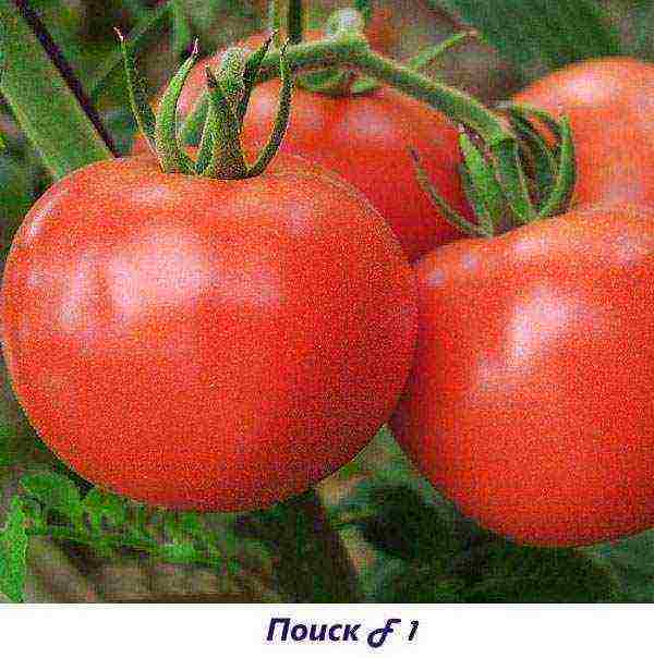 the best varieties of tomatoes are fruitful