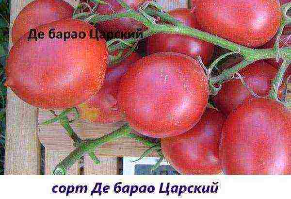 the best varieties of tomatoes are fruitful