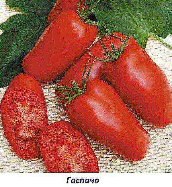 the best varieties of tomatoes are fruitful