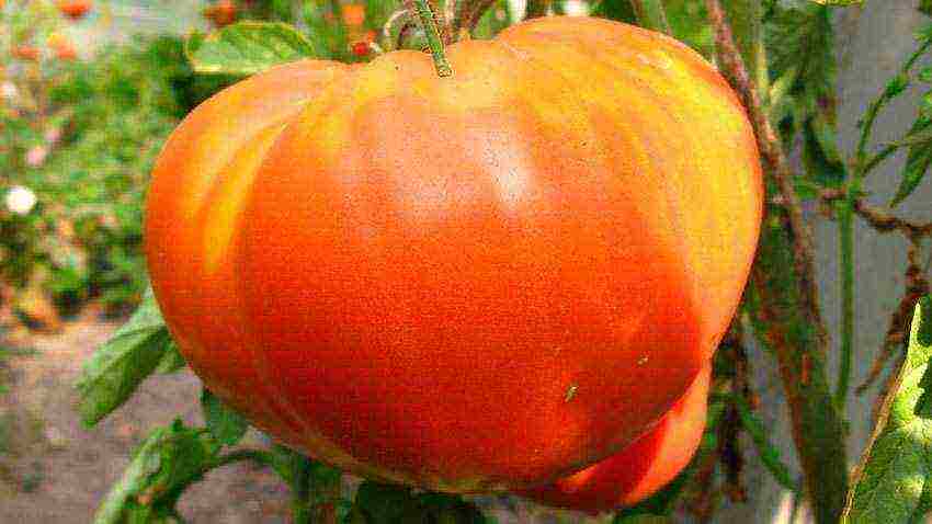the best varieties of tomatoes are fruitful