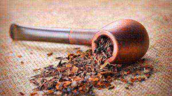 the best varieties of pipe tobacco