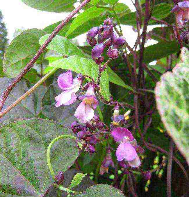 the best varieties of curly beans