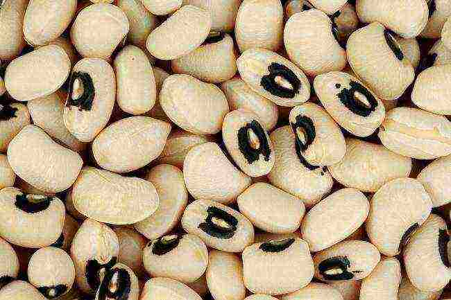 the best varieties of curly beans