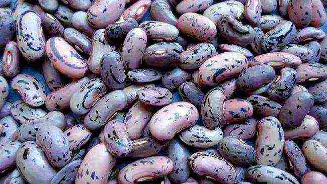 the best varieties of curly beans