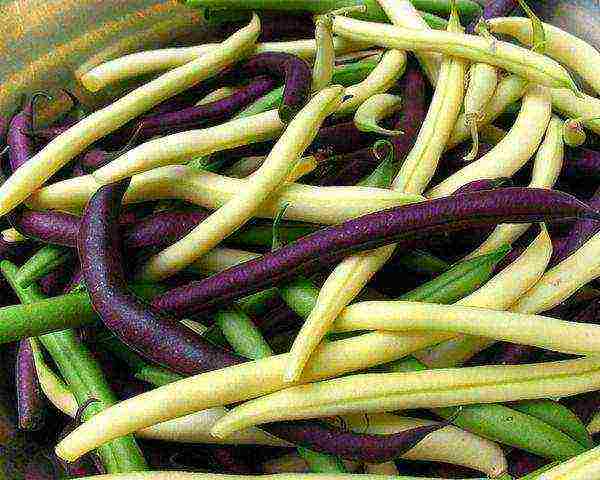 ang pinakamahusay na mga pagkakaiba-iba ng mga kulot na beans