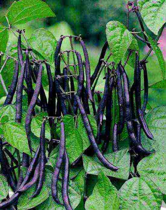 the best varieties of curly beans