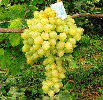 the best grape varieties Arcadia