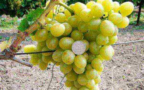 the best grape varieties Arcadia