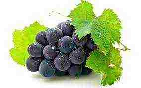 the best varieties of black grapes