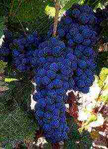 the best varieties of black grapes