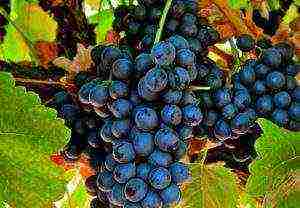 the best varieties of black grapes