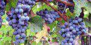 the best varieties of black grapes