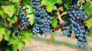 the best varieties of black grapes