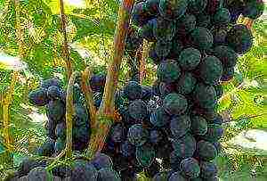 the best varieties of black grapes