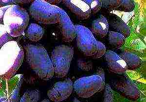 the best varieties of black grapes