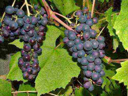 the best varieties of black grapes