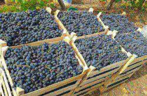 the best varieties of black grapes