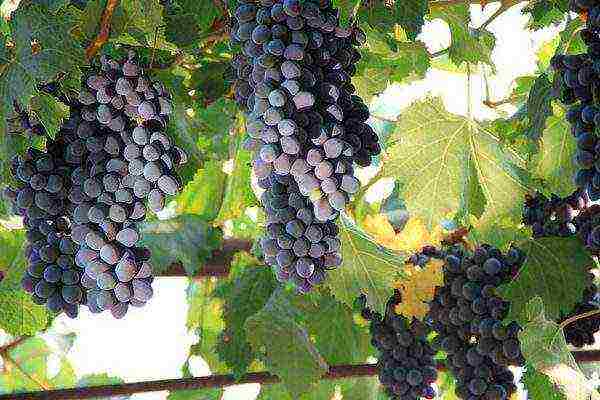 the best varieties of black grapes