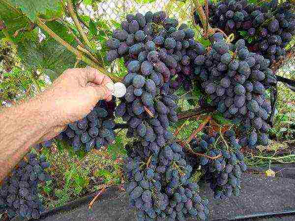 the best varieties of black grapes