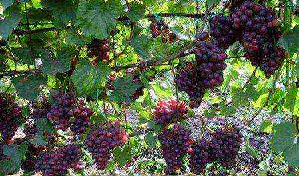 the best varieties of black grapes