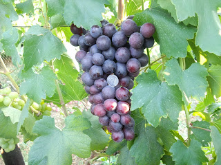 the best varieties of Kraynova grapes