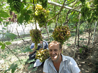 the best varieties of Kraynova grapes