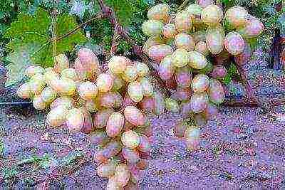 the best varieties of Kraynova grapes