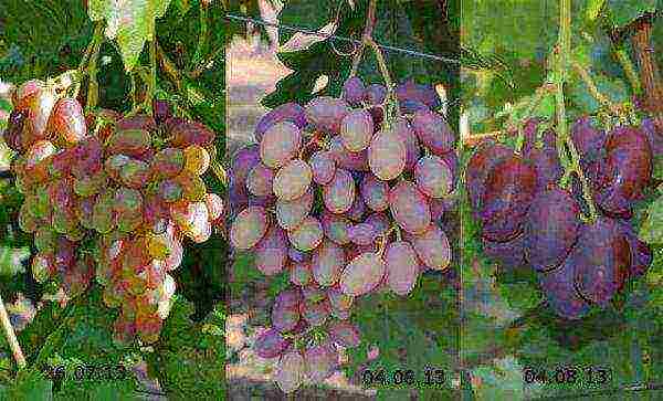 the best varieties of Kraynova grapes