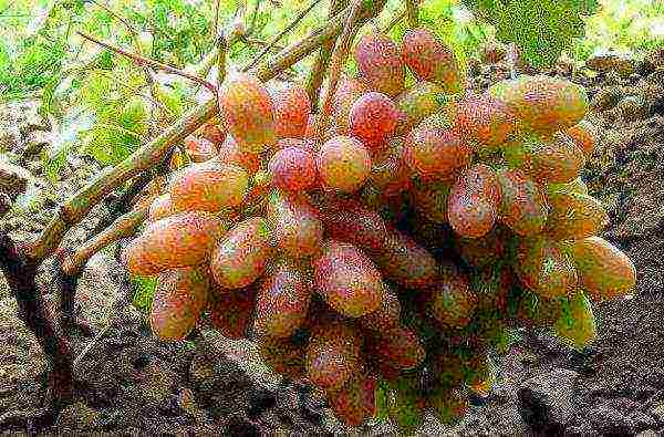 the best varieties of Kraynova grapes